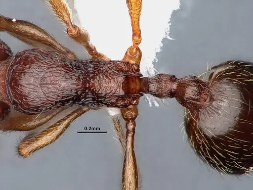 Stenamma chiricahua - CASENT0884445