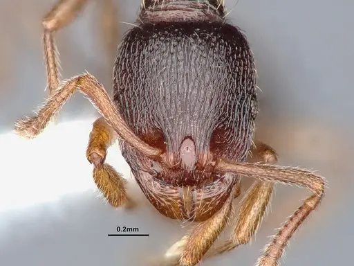 Stenamma chiricahua - CASENT0884445