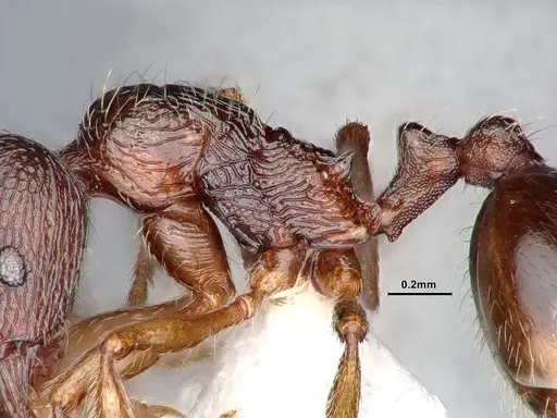 Stenamma chiricahua - CASENT0884445