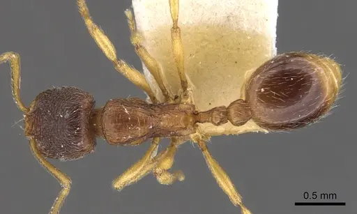 Stenamma chiricahua - CASENT0900949