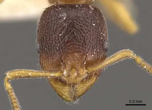 Stenamma chiricahua - CASENT0900949