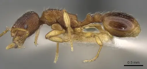 Stenamma chiricahua - CASENT0900949