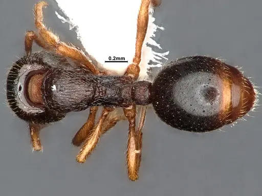 Stenamma chiricahua - CASENT4031380