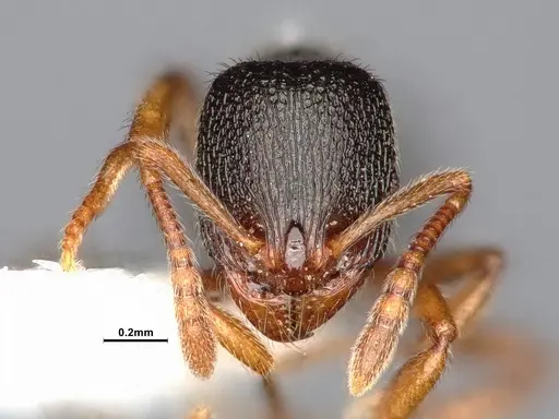 Stenamma chiricahua - CASENT4031380