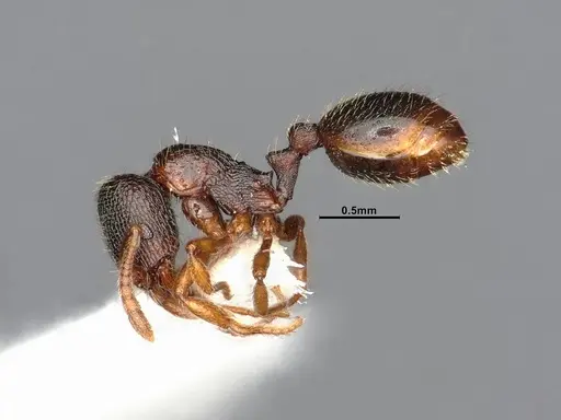 Stenamma chiricahua - CASENT4031380