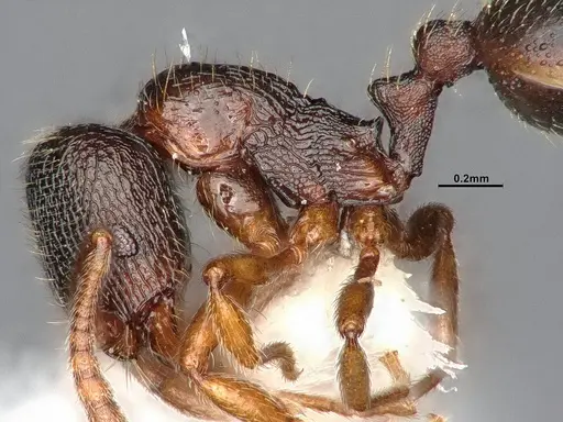 Stenamma chiricahua - CASENT4031380