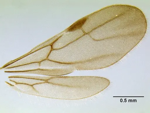 Stenamma connectum specimen