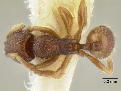 Stenamma connectum - CASENT0126480