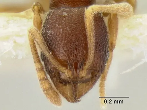 Stenamma connectum - CASENT0126480