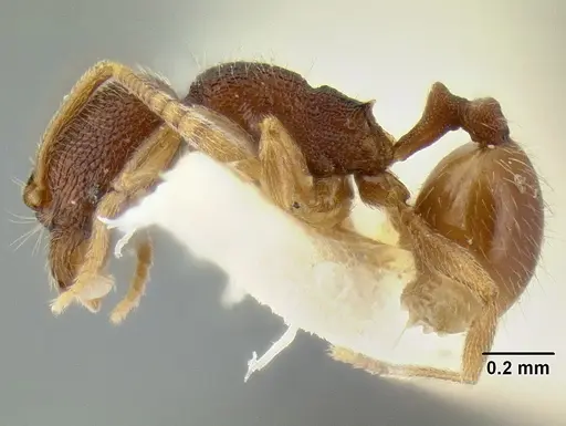 Stenamma connectum - CASENT0126480