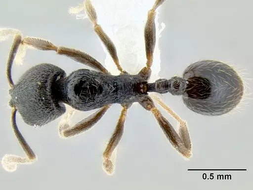 Stenamma connectum - CASENT0605461