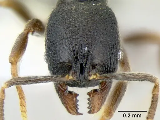 Stenamma connectum - CASENT0605461