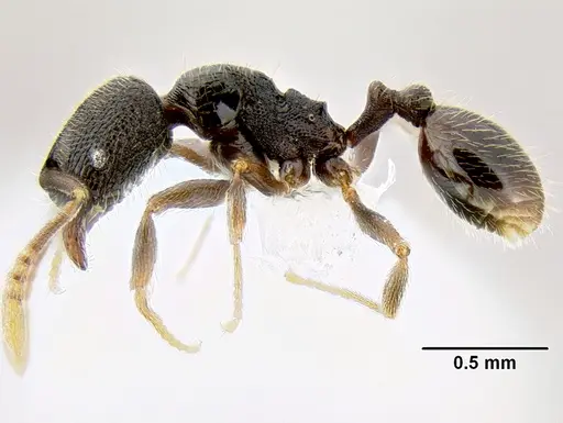 Stenamma connectum - CASENT0605461