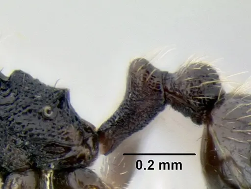 Stenamma connectum - CASENT0605461