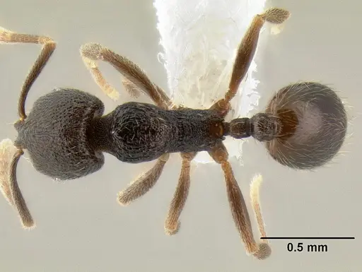 Stenamma connectum - CASENT0605496