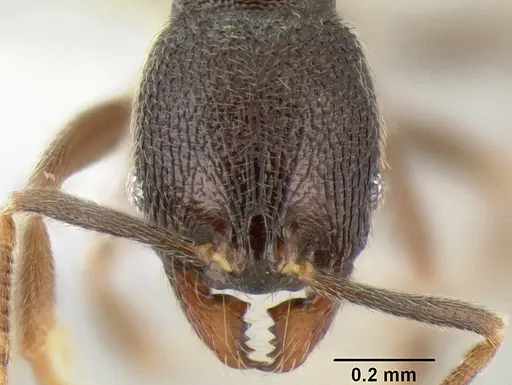 Stenamma connectum - CASENT0605496