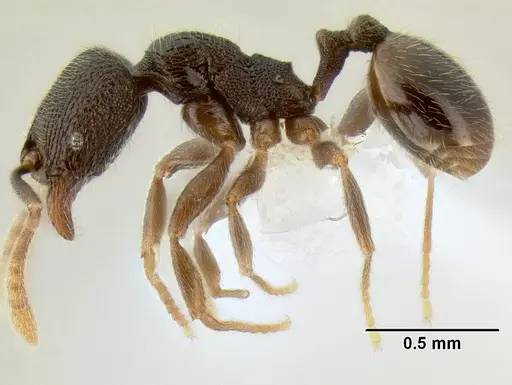 Stenamma connectum - CASENT0605496