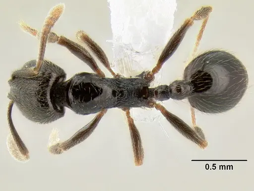 Stenamma connectum - CASENT0605552