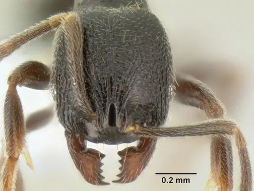 Stenamma connectum - CASENT0605552