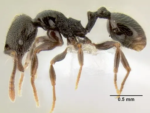 Stenamma connectum - CASENT0605552