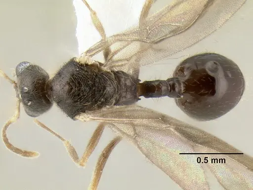 Stenamma connectum - CASENT0605585