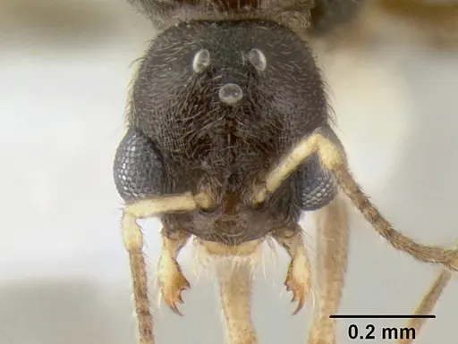 Stenamma connectum - CASENT0605585