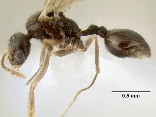 Stenamma connectum - CASENT0605585