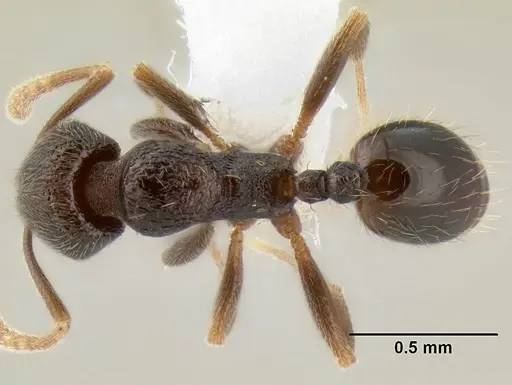 Stenamma connectum - CASENT0605586