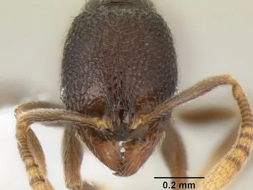 Stenamma connectum - CASENT0605586