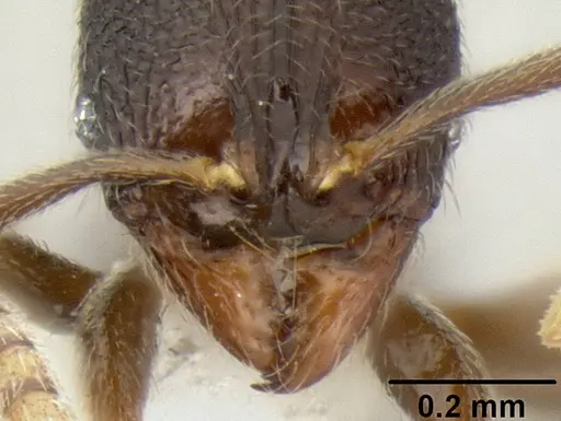 Stenamma connectum - CASENT0605586