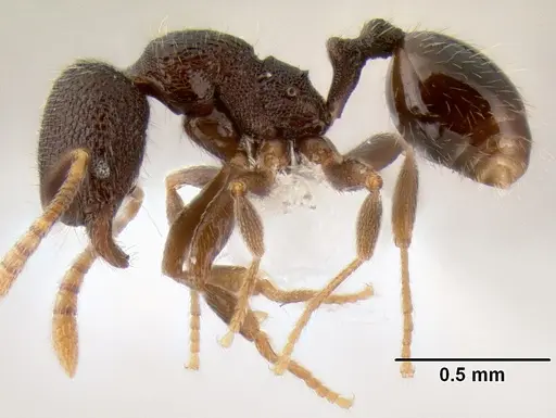 Stenamma connectum - CASENT0605586