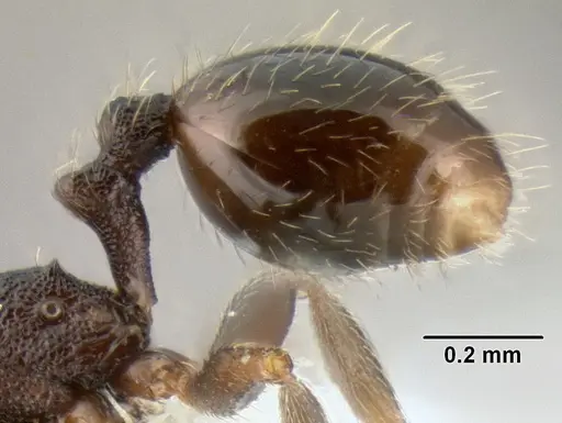 Stenamma connectum - CASENT0605586