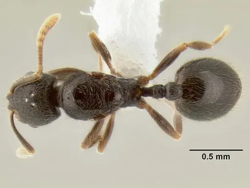 Stenamma connectum - CASENT0605755