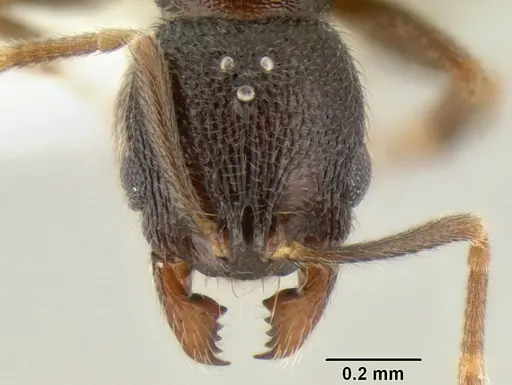 Stenamma connectum - CASENT0605755