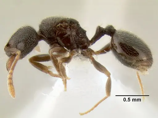 Stenamma connectum - CASENT0605755