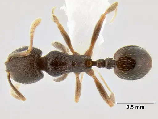 Stenamma connectum - CASENT0622437