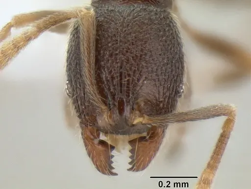 Stenamma connectum - CASENT0622437