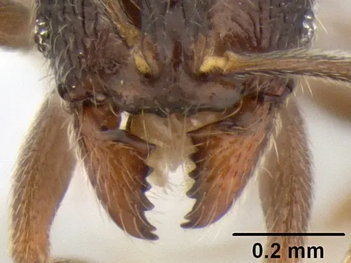 Stenamma connectum - CASENT0622437