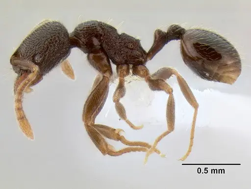 Stenamma connectum - CASENT0622437