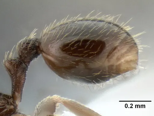 Stenamma connectum - CASENT0622437