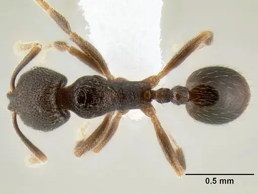 Stenamma connectum - CASENT0622438