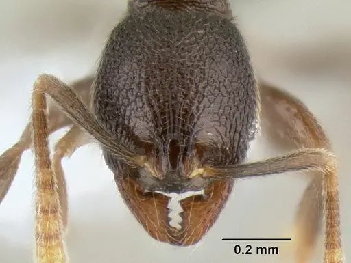 Stenamma connectum - CASENT0622438