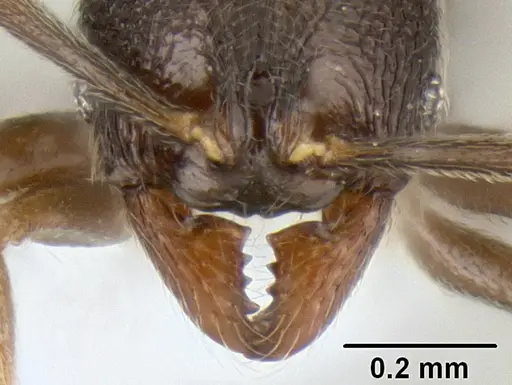 Stenamma connectum - CASENT0622438