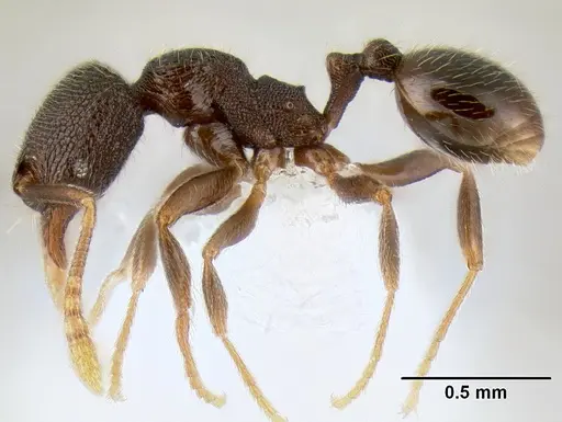 Stenamma connectum - CASENT0622438