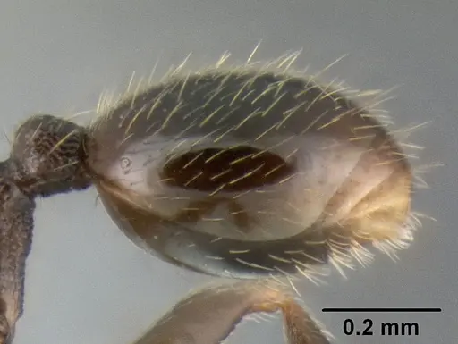 Stenamma connectum - CASENT0622438