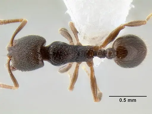 Stenamma connectum - CASENT0622439