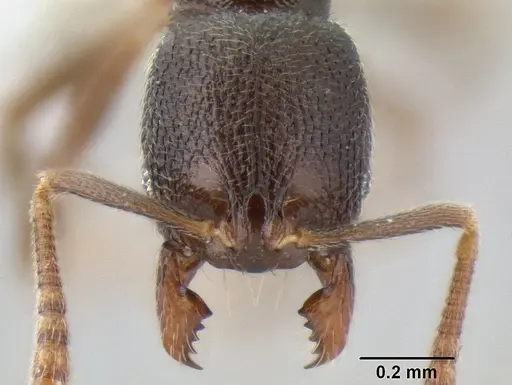 Stenamma connectum - CASENT0622439