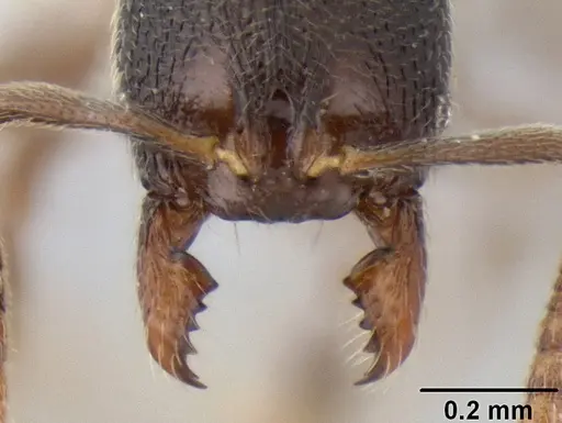 Stenamma connectum - CASENT0622439