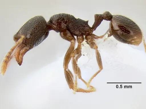 Stenamma connectum - CASENT0622439