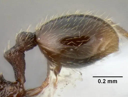 Stenamma connectum - CASENT0622439